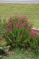 Raspberry Autumn Sage (Salvia greggii 'Raspberry') at A Very Successful Garden Center