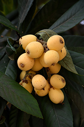 Loquat (Eriobotrya japonica) at A Very Successful Garden Center