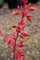 Sandia Glow Red Yucca (Hesperaloe parviflora 'MSWNPERED') at A Very Successful Garden Center