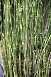 Horsetail (Equisetum hyemale) at A Very Successful Garden Center