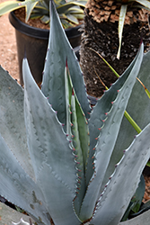 Rough Agave (Agave scabra) at A Very Successful Garden Center