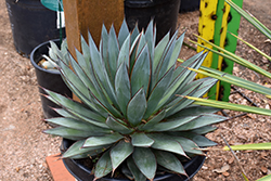 Blue Glow Agave (Agave 'Blue Glow') at Stonegate Gardens