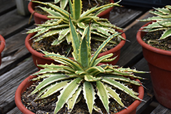 Frostbite Agave (Agave xylonacantha 'Frostbite') at Lakeshore Garden Centres