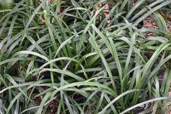 Crystal Falls Mondo Grass (Ophiopogon jaburan 'HOCF') at Lakeshore Garden Centres