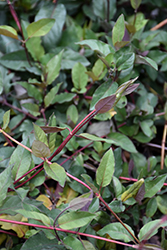 Purple-Leaf Japanese Honeysuckle (Lonicera japonica 'Purpurea') at A Very Successful Garden Center