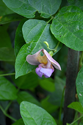 Corkscrew Flower (Vigna caracalla) at A Very Successful Garden Center