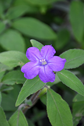 Water Bluebell (Ruellia squarrosa) at A Very Successful Garden Center