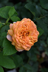 Sunbelt Crazy Love Rose (Rosa 'KORbamflu') at A Very Successful Garden Center