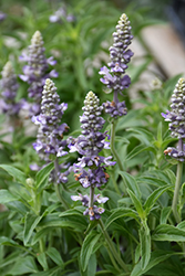 Cathedral Lavender Salvia (Salvia farinacea 'Cathedral Lavender') at A Very Successful Garden Center