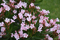 Petite Pink Oleander (Nerium oleander 'Petite Pink') at A Very Successful Garden Center