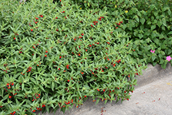 llavea Cuphea (Cuphea llavea) at A Very Successful Garden Center