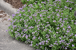 Clasping Heliotrope (Heliotropium amplexicaule) at A Very Successful Garden Center