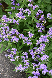 Clasping Heliotrope (Heliotropium amplexicaule) at A Very Successful Garden Center