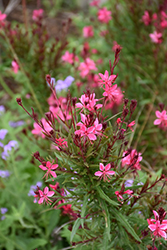 Belleza Dark Pink Gaura (Gaura lindheimeri 'KLEAU04263') at A Very Successful Garden Center