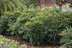 Fortune's Mahonia (Mahonia fortunei) at Lakeshore Garden Centres