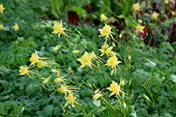 Golden Columbine (Aquilegia chrysantha) at Stonegate Gardens