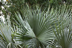 Mexican Blue Palm (Brahea armata) at A Very Successful Garden Center