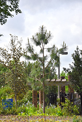 Longleaf Pine (Pinus palustris) at A Very Successful Garden Center