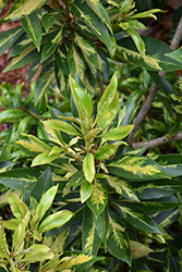 Variegated Japanese Tanbark Oak (Lithocarpus edulis 'Variegata') at Lakeshore Garden Centres