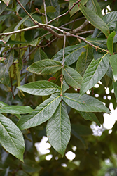 Loquat Leaf Oak (Quercus rysophylla) at A Very Successful Garden Center