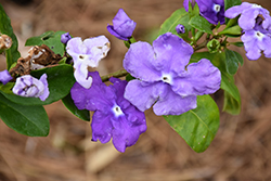 Magnificent Yesterday Today And Tomorrow (Brunfelsia magnifica) at Lakeshore Garden Centres