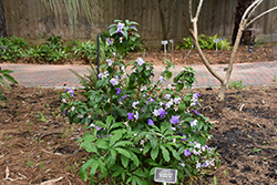 Magnificent Yesterday Today And Tomorrow (Brunfelsia magnifica) at A Very Successful Garden Center