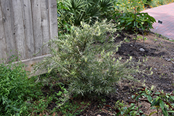 Okina Variegated Japanese Yew (Podocarpus macrophyllus 'Okina') at A Very Successful Garden Center