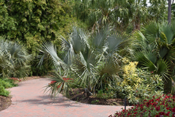 Sonoran Palmetto (Sabal uresana) at Lakeshore Garden Centres