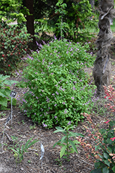Shell Bush (Ocimum labiatum) at A Very Successful Garden Center