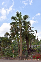 Australian Cabbage Palm (Livistona australis) at A Very Successful Garden Center