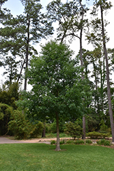 Post Oak (Quercus stellata) at A Very Successful Garden Center