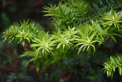 Bunya Pine (Araucaria bidwillii) at A Very Successful Garden Center