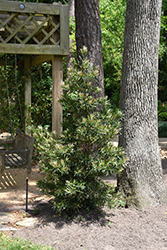 Mood Ring Podocarpus (Podocarpus macrophyllus 'Sosa') at A Very Successful Garden Center
