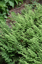 Moss Fern (Selaginella pallescens) at Stonegate Gardens