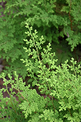 Moss Fern (Selaginella pallescens) at Stonegate Gardens