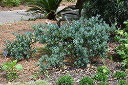 Icee Blue Yellowwood (Podocarpus elongatus 'Monmal') at A Very Successful Garden Center