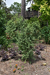 Seiju Elm (Ulmus parvifolia 'Seiju') at A Very Successful Garden Center