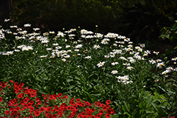 Brightside Shasta Daisy (Leucanthemum x superbum 'Brightside') at Lakeshore Garden Centres