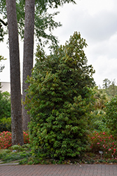 Buddhism Tree (Neolitsea sericea) at Lakeshore Garden Centres