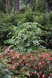 Savitzii Flowering Maple (Abutilon 'Savitzii') at Stonegate Gardens