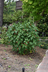 Voodoo Flowering Maple (Abutilon 'Voodoo') at A Very Successful Garden Center