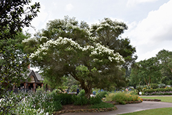 Tea Tree (Melaleuca alternifolia) at A Very Successful Garden Center