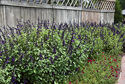 Friendship Sage (Salvia 'Amistad') at A Very Successful Garden Center