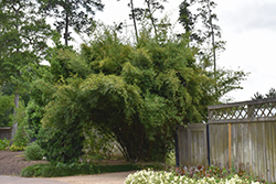 Fernleaf Bamboo (Bambusa multiplex 'Fernleaf') at Lakeshore Garden Centres