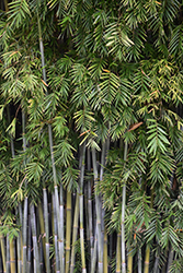 Tropical Blue Bamboo (Bambusa chungii) at A Very Successful Garden Center
