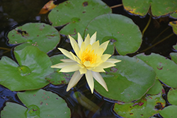 Yellow Water Lily (Nymphaea mexicana) at A Very Successful Garden Center