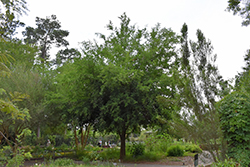 Texas Ebony (Pithecellobium flexicaule) at Lakeshore Garden Centres