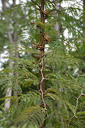 Bullhorn Acacia (Vachellia cornigera) at Stonegate Gardens