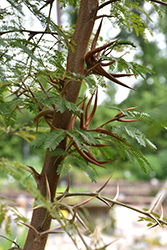 Bullhorn Acacia (Vachellia cornigera) at A Very Successful Garden Center