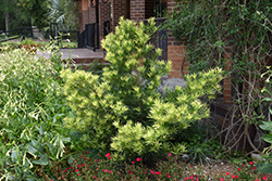 Sunshine Spire Podocarpus (Podocarpus macrophyllus 'Sunshine Spire') at A Very Successful Garden Center